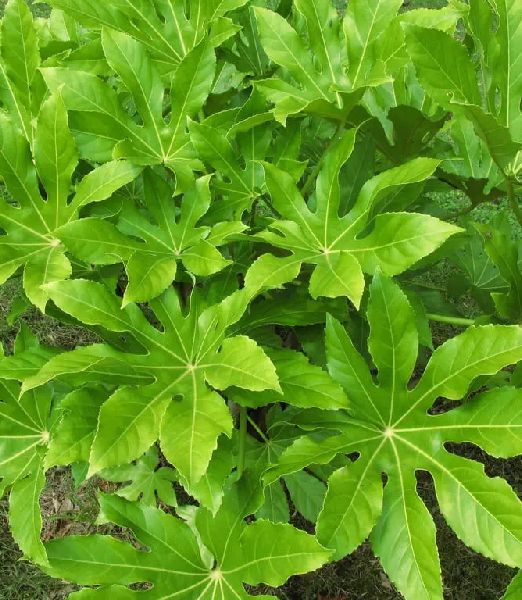 Fatsia japonica 4 lit.